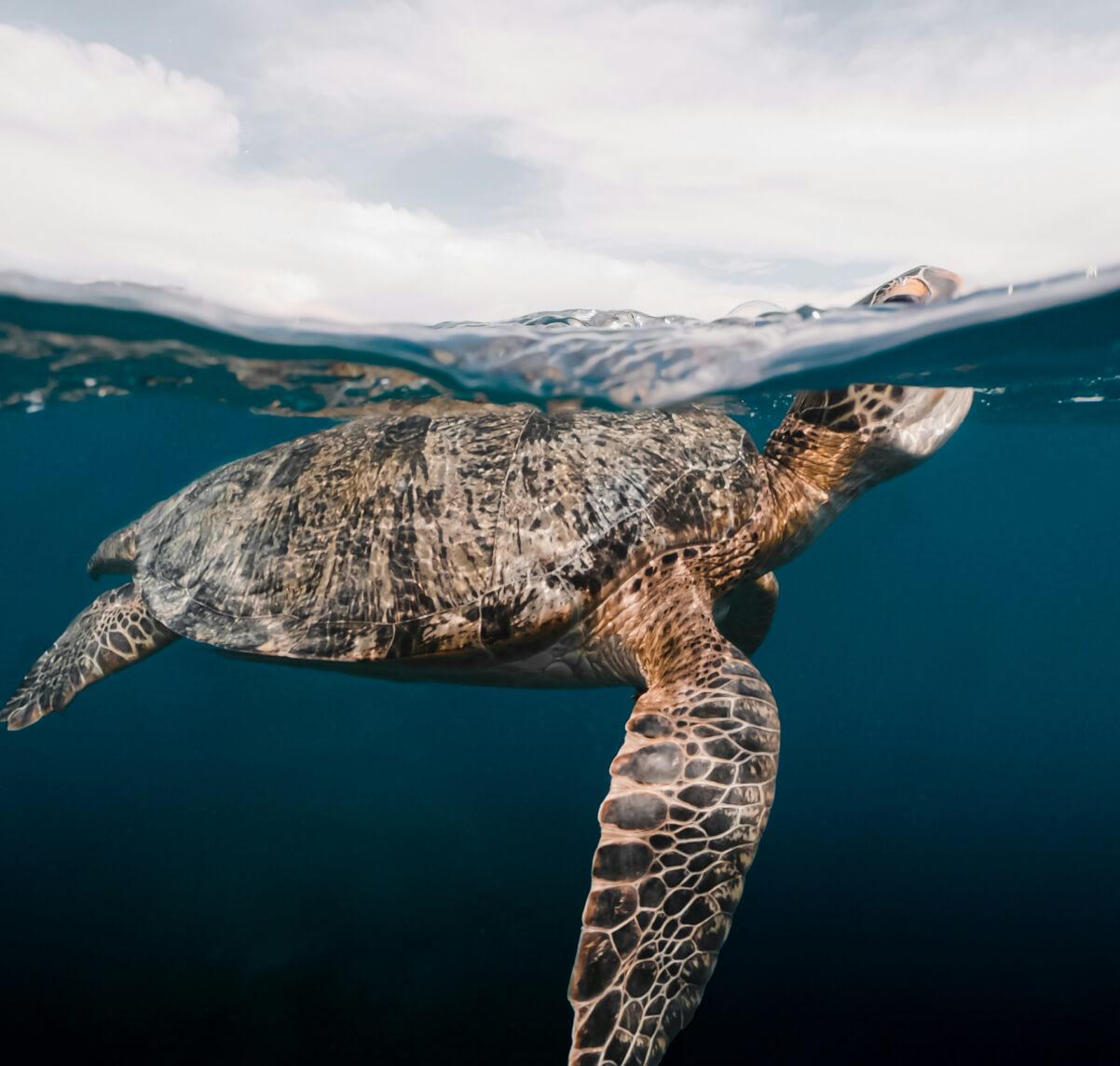 <p>A journey within</p>